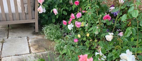 A garden with a variety of roses and a wooden bench.