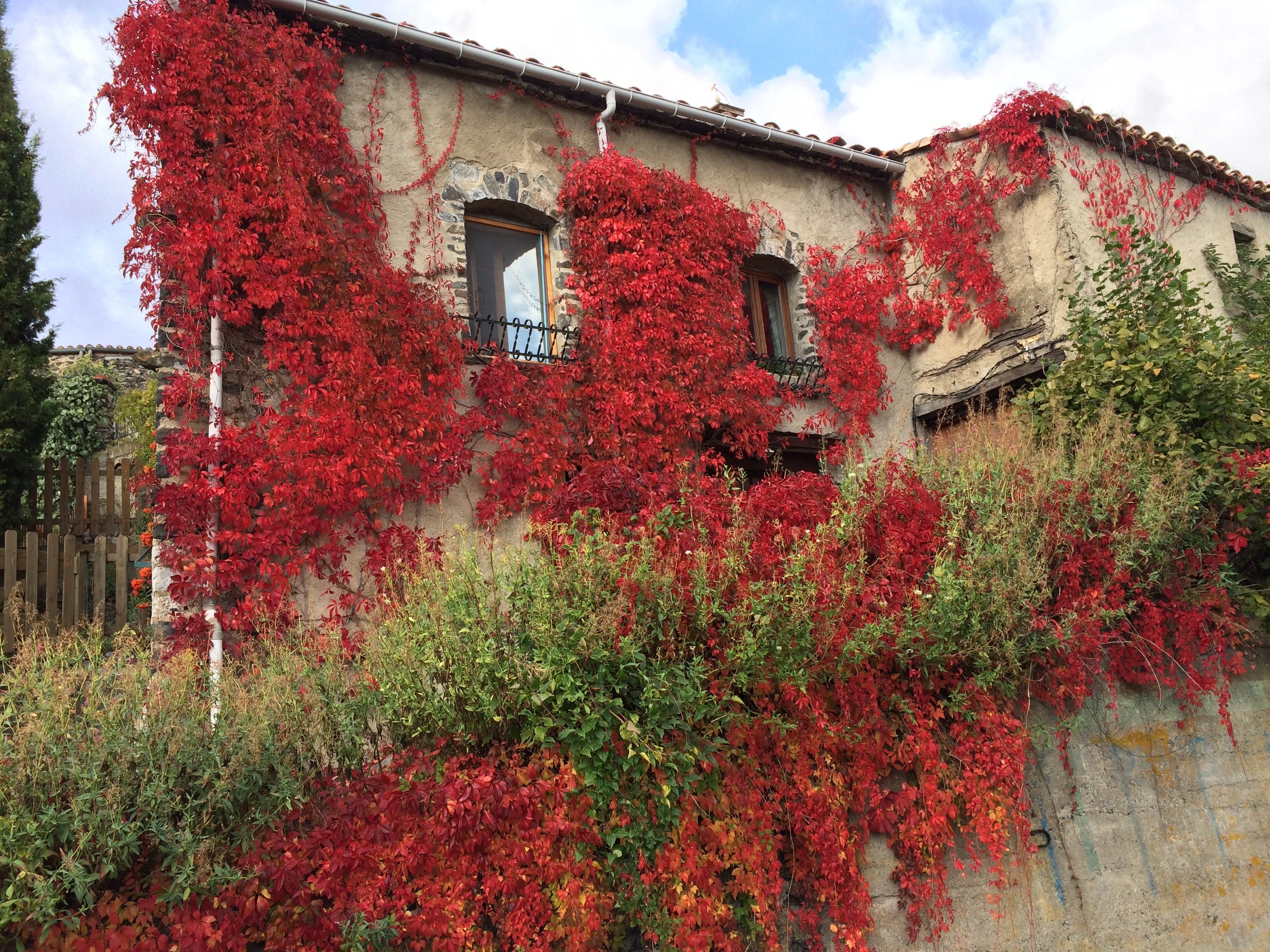 Un bâtiment dont les murs sont recouverts de lierre rouge, une clôture en bois en arrière-plan et un ciel dégagé.