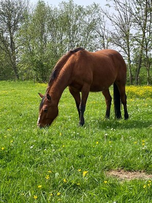 Ein Pferd grast auf einer Wiese, im Hintergrund sind Bäume zu sehen.