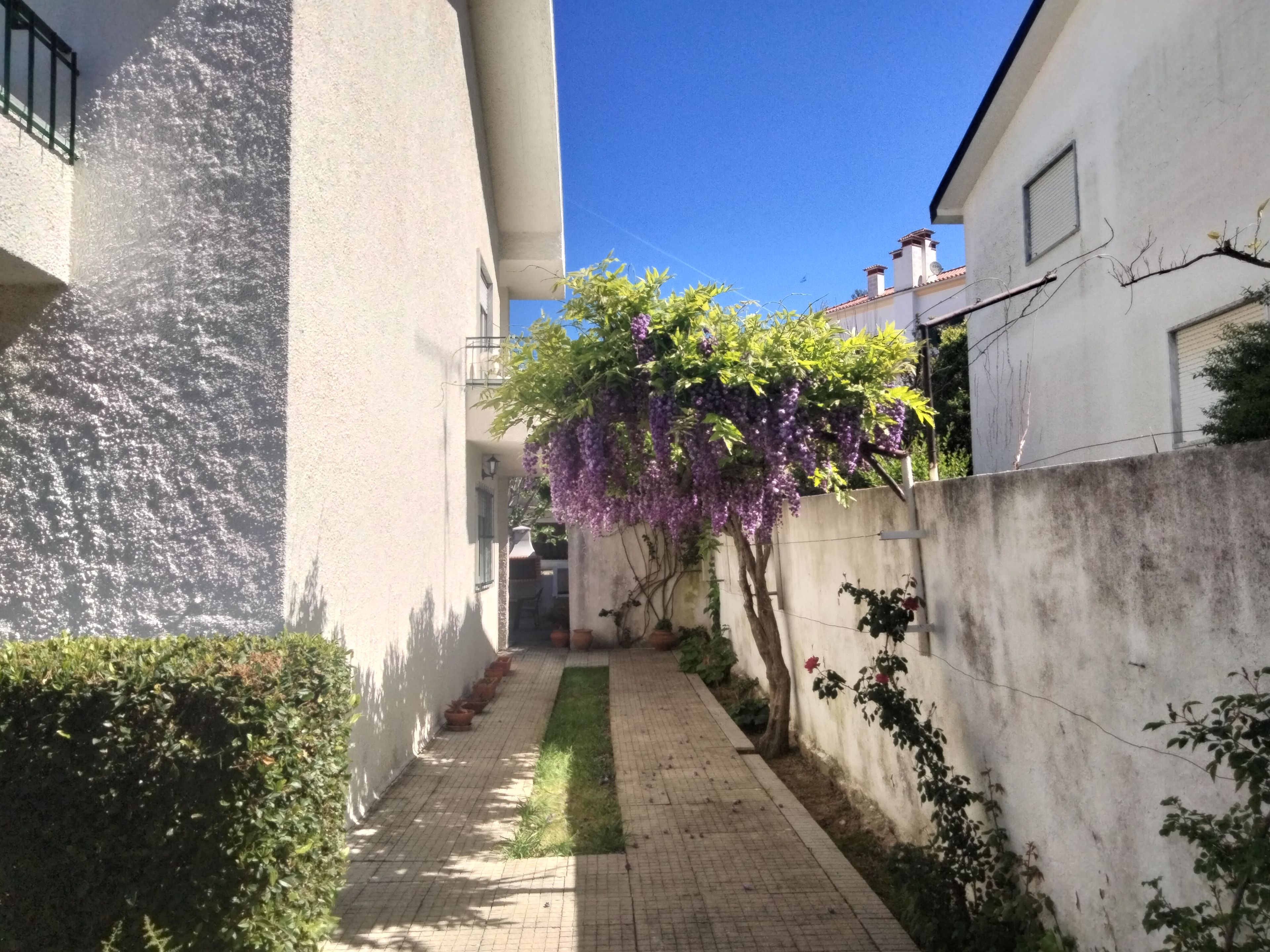 A narrow paved pathway flanked by white walls and a tree with purple flowers.