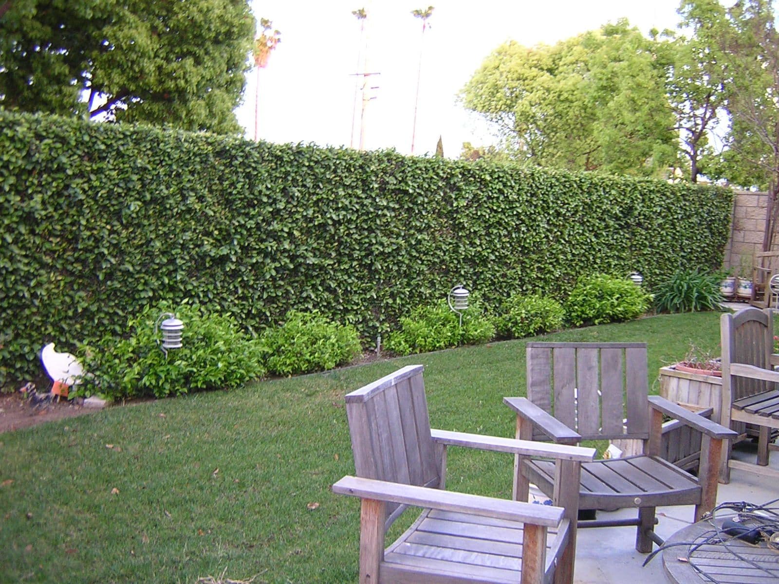 A patio area with wooden chairs and a table, a neatly trimmed hedge, and a small garden with various plants.
