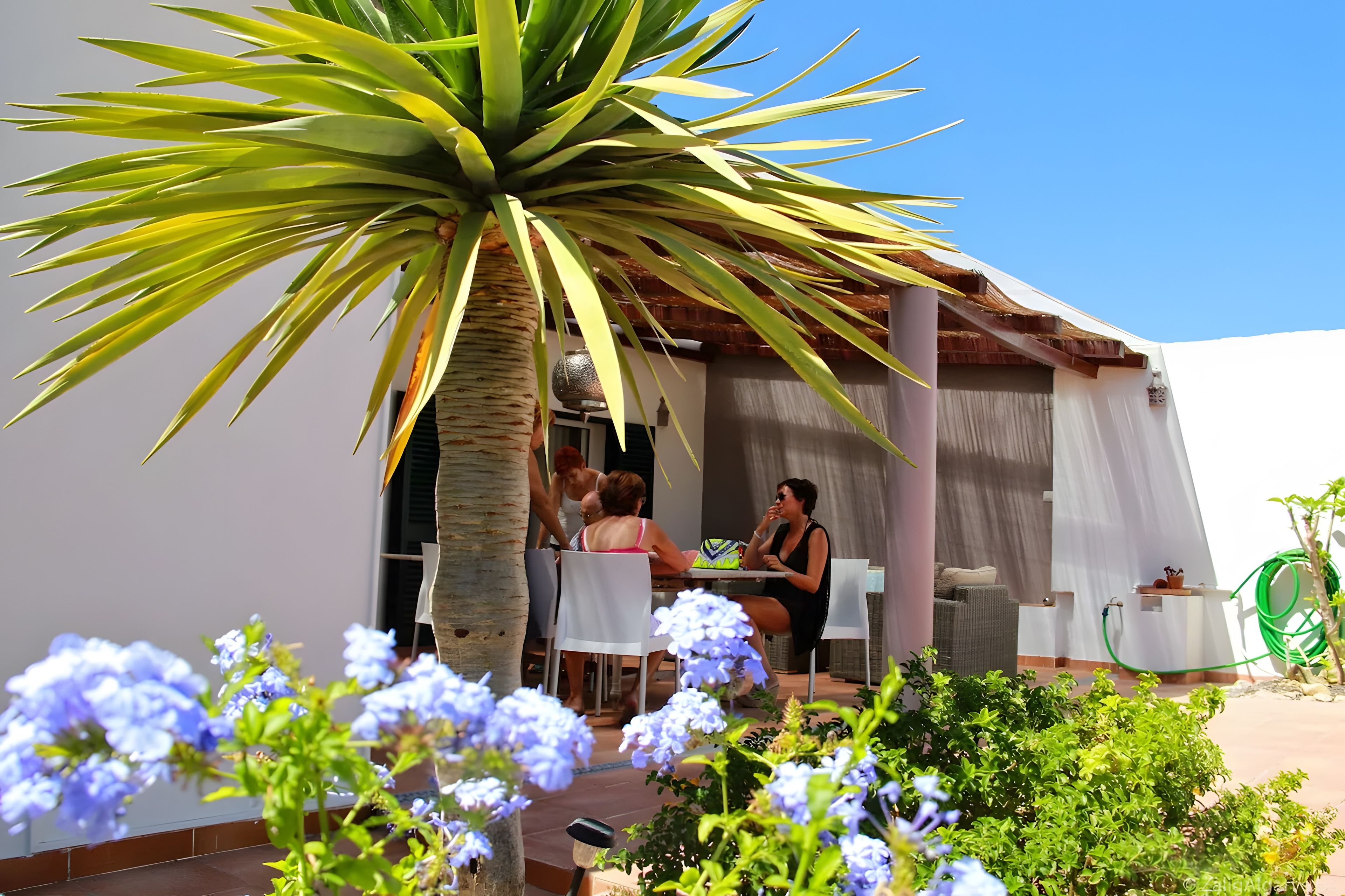 An outdoor seating area with a table and chairs, surrounded by plants and a palm tree.