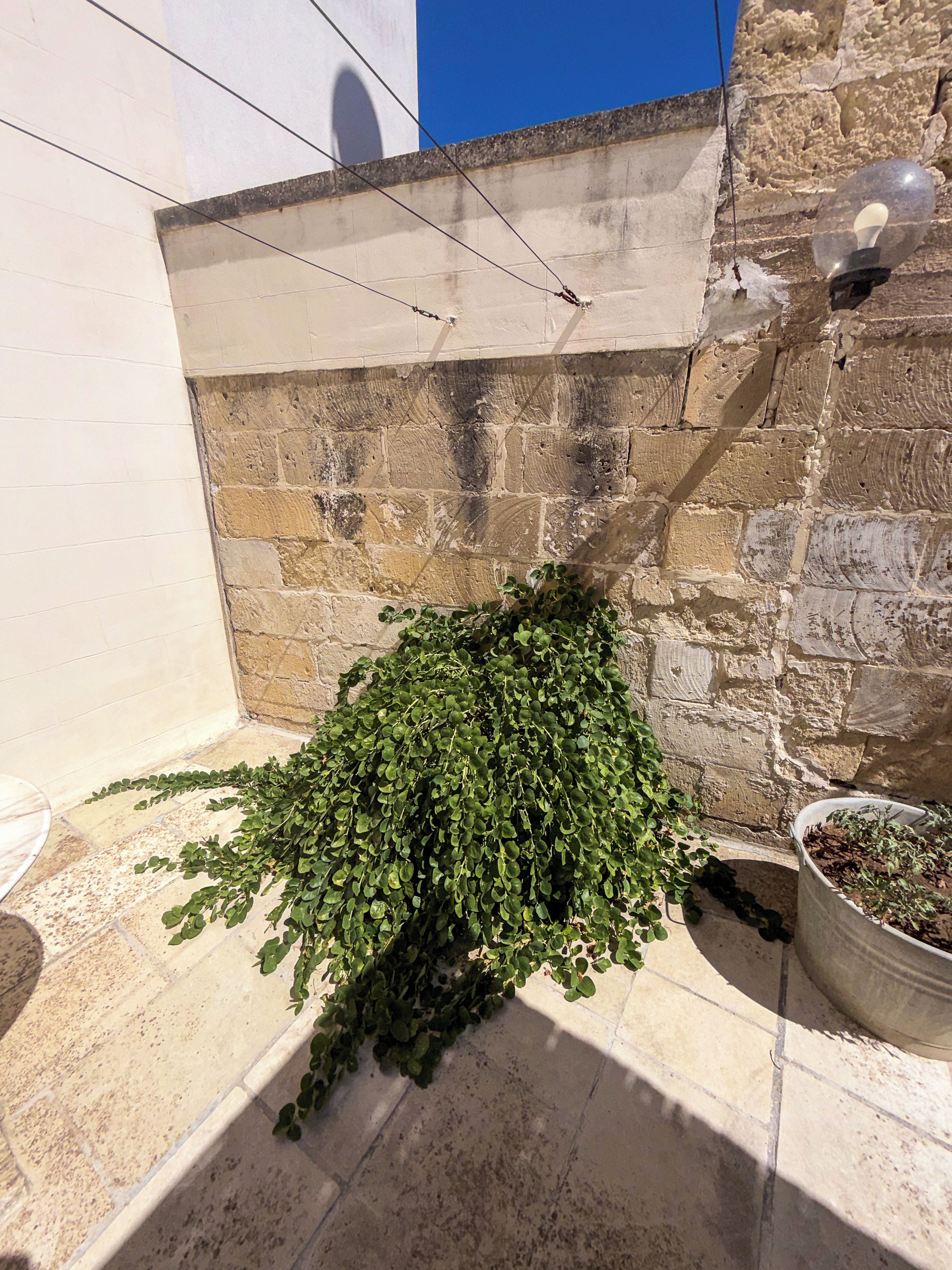 Een potplant op een balkon, met een stenen muur en een helderblauwe lucht op de achtergrond.