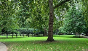 Ein Park mit einem großen Baum, Rasenfläche und einem Weg.