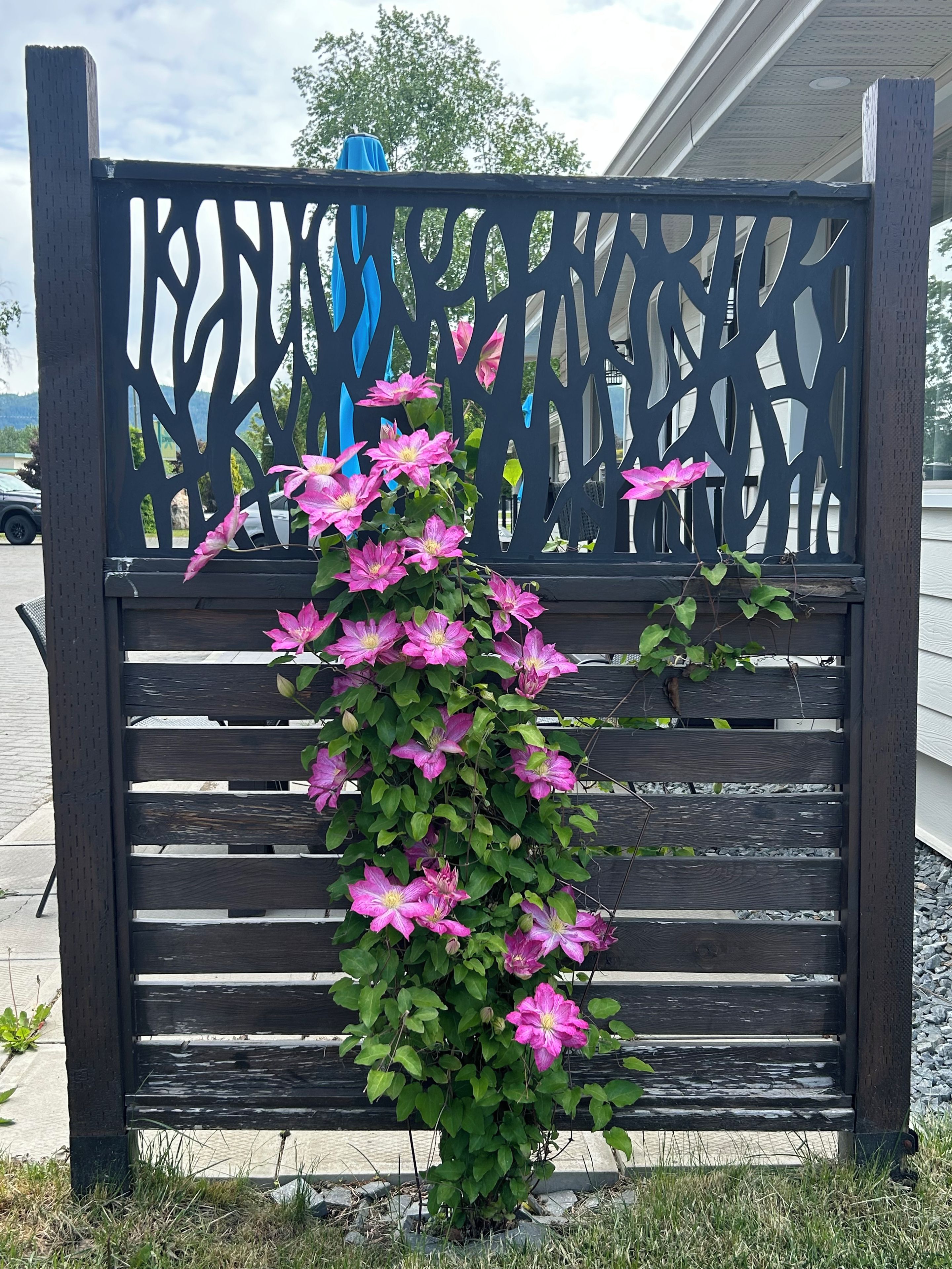 A wooden bench with a climbing plant featuring pink flowers.