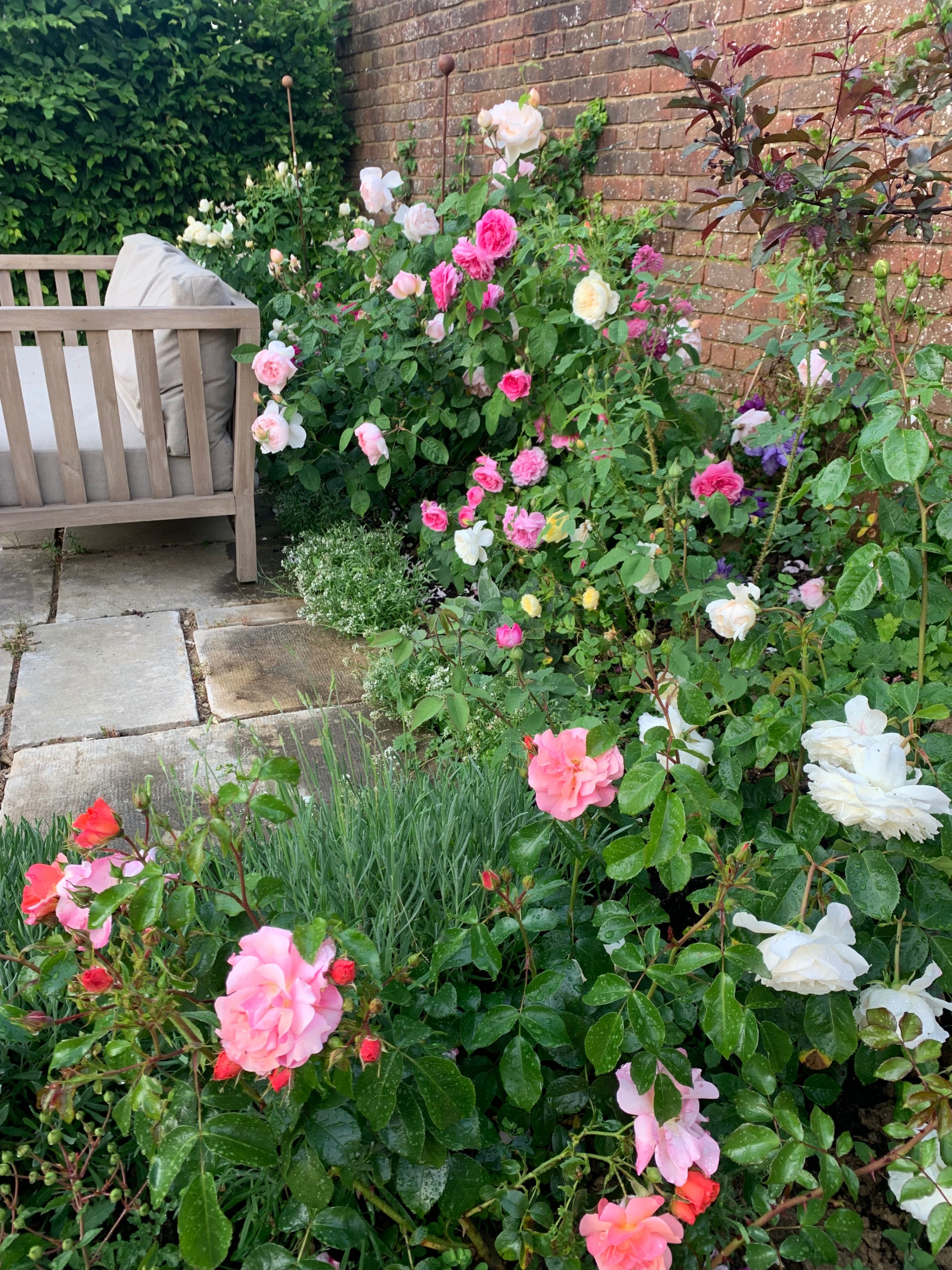 A garden with a variety of roses and a wooden bench.