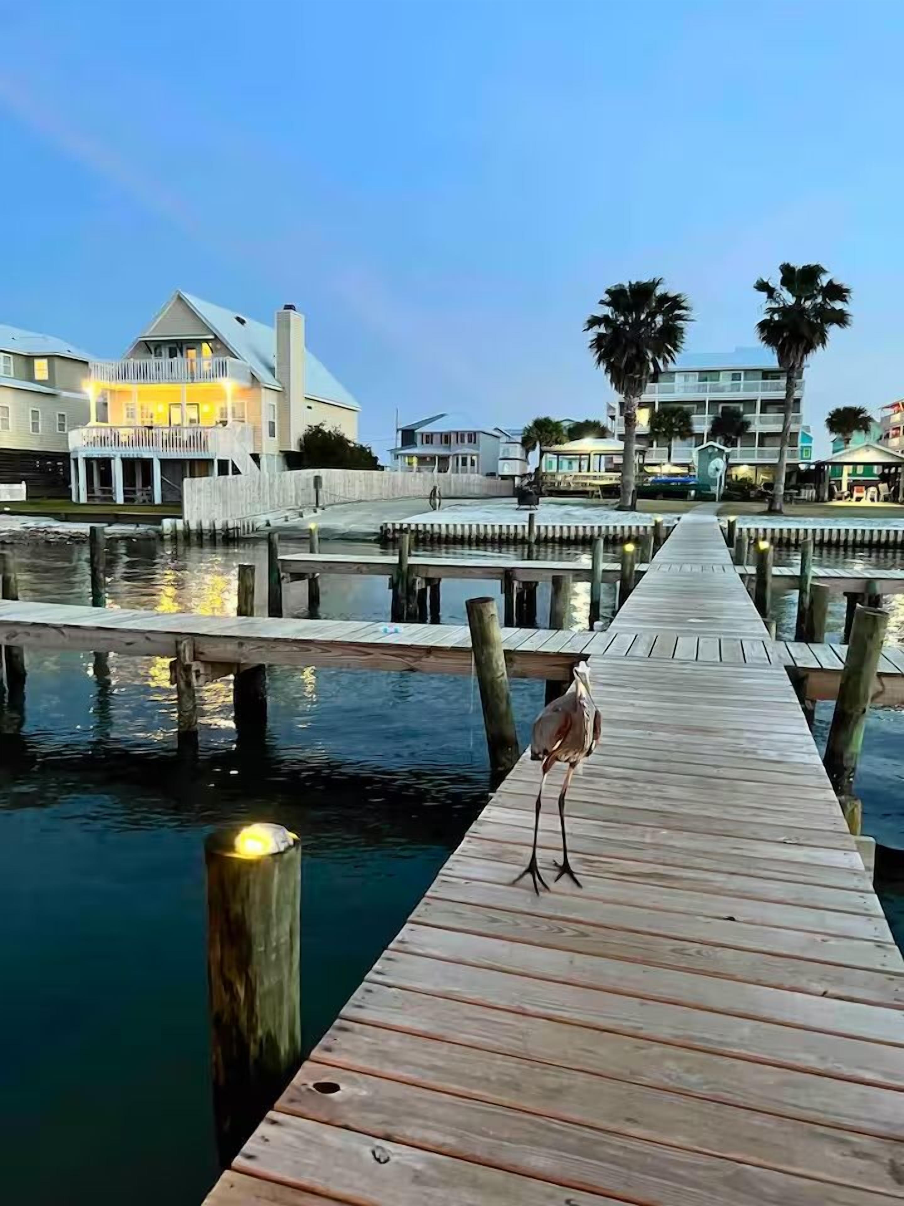 A wooden pier extending into calm water with a bird standing on it, surrounded by buildings and palm trees.