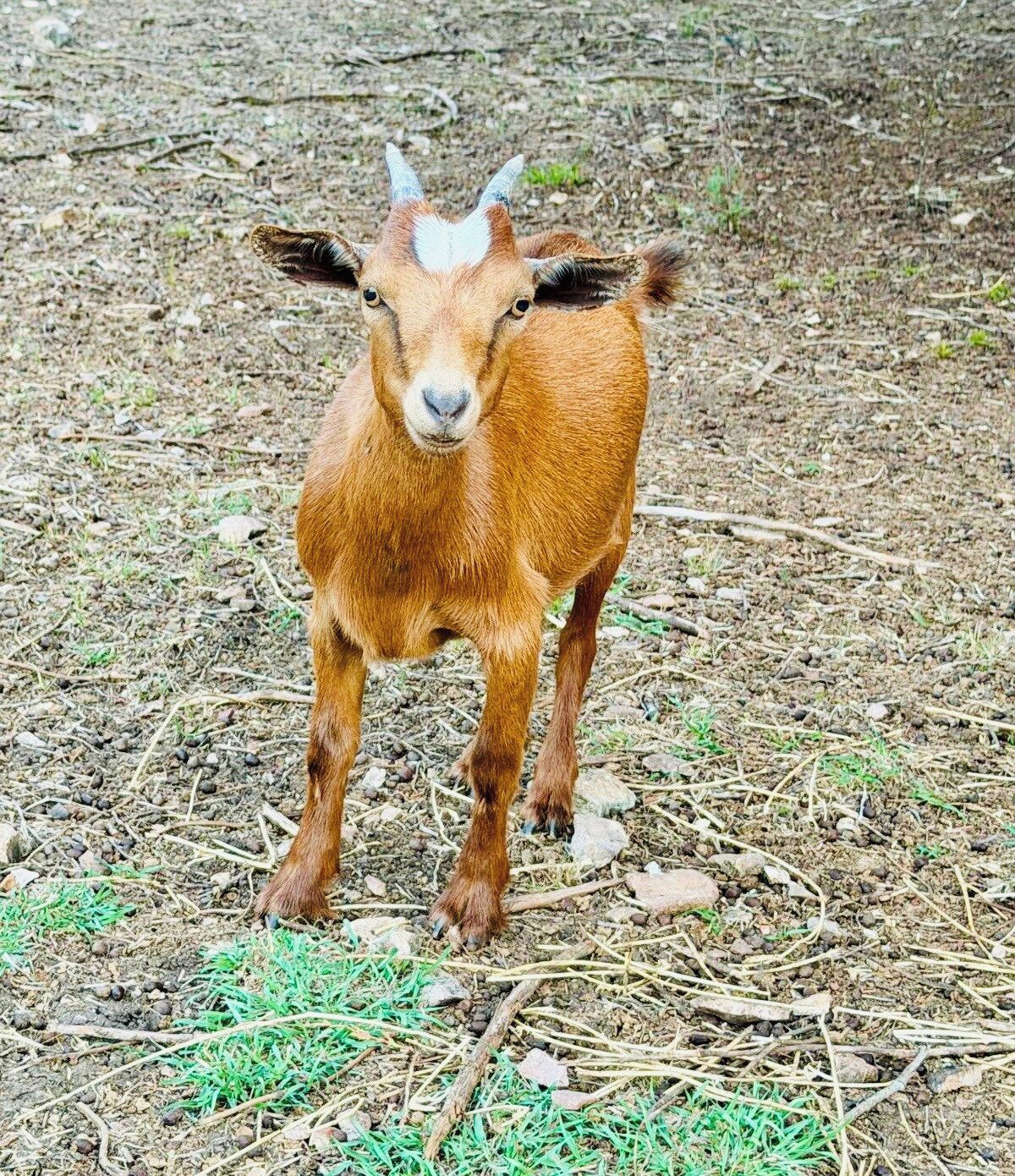 Eine Ziege steht auf einem mit trockenen Blättern und kleinen Steinen bedeckten Boden.