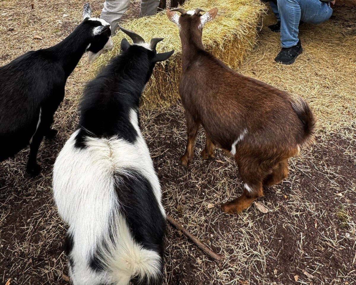 A group of goats in a pen with hay on the ground.