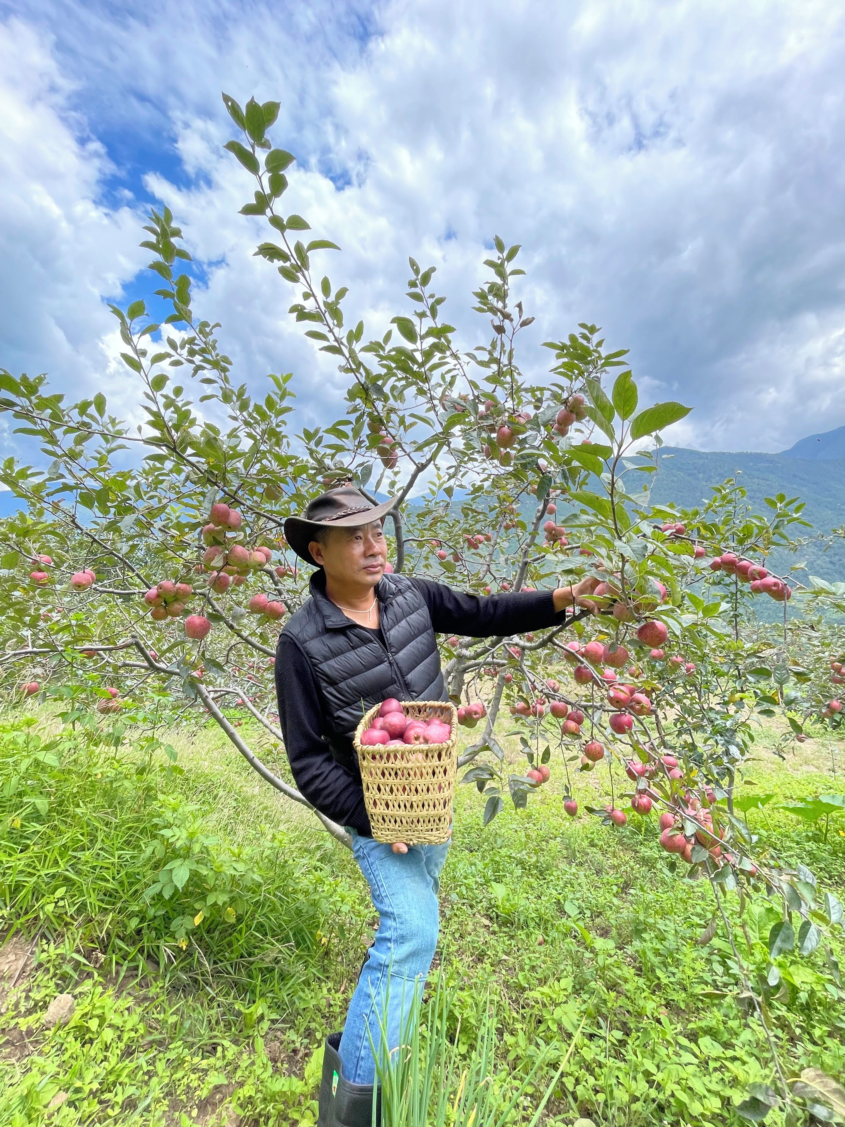 Une personne tenant un panier de pommes dans un verger, avec des arbres et un paysage montagneux en arrière-plan.
