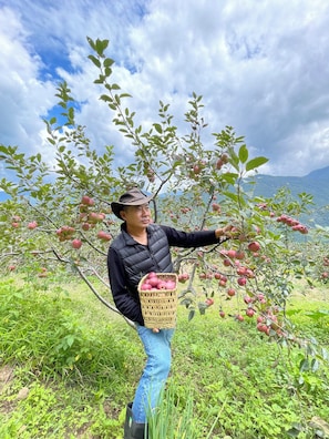 A person holding a basket of apples in an orchard with trees and a mountainous backdrop. - The Happiness Farm (Paro)