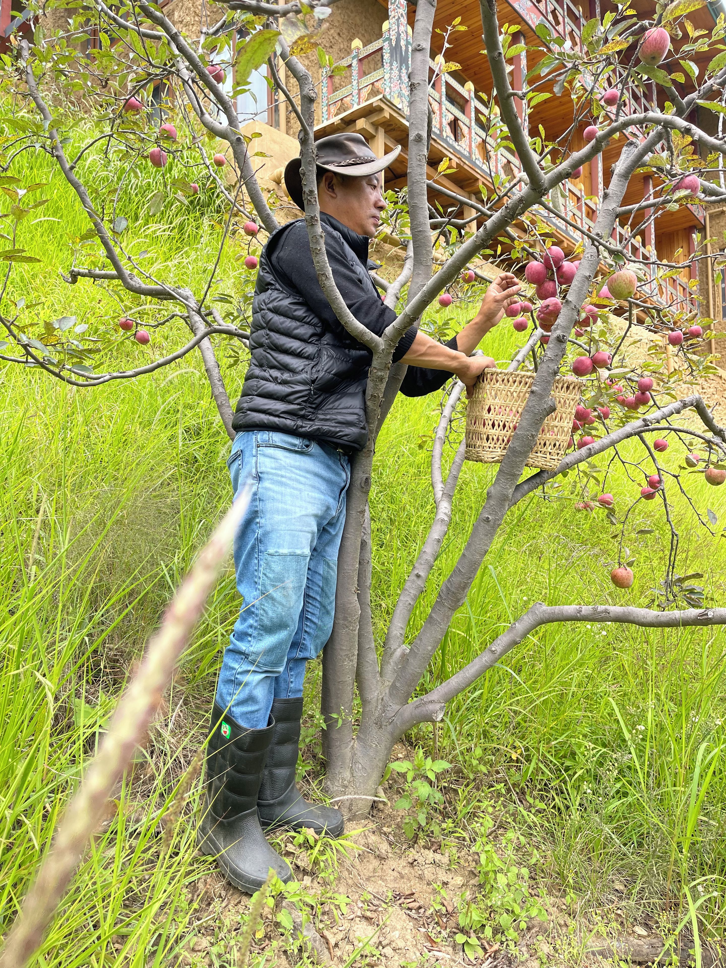 Una persona recoge manzanas de un árbol en un área cubierta de césped, con un edificio al fondo.