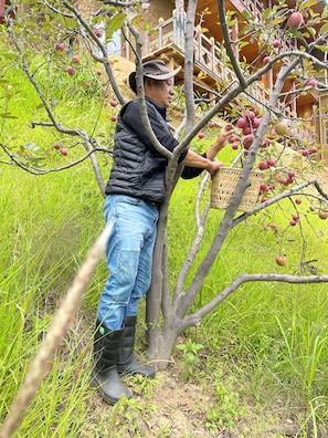 A person harvesting apples from a tree in a grassy area with a building in the background. - The Happiness Farm (Paro)