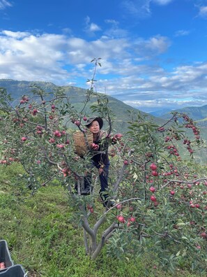 A person harvesting fruit from a tree in a mountainous area. - The Happiness Farm (Trongsa)