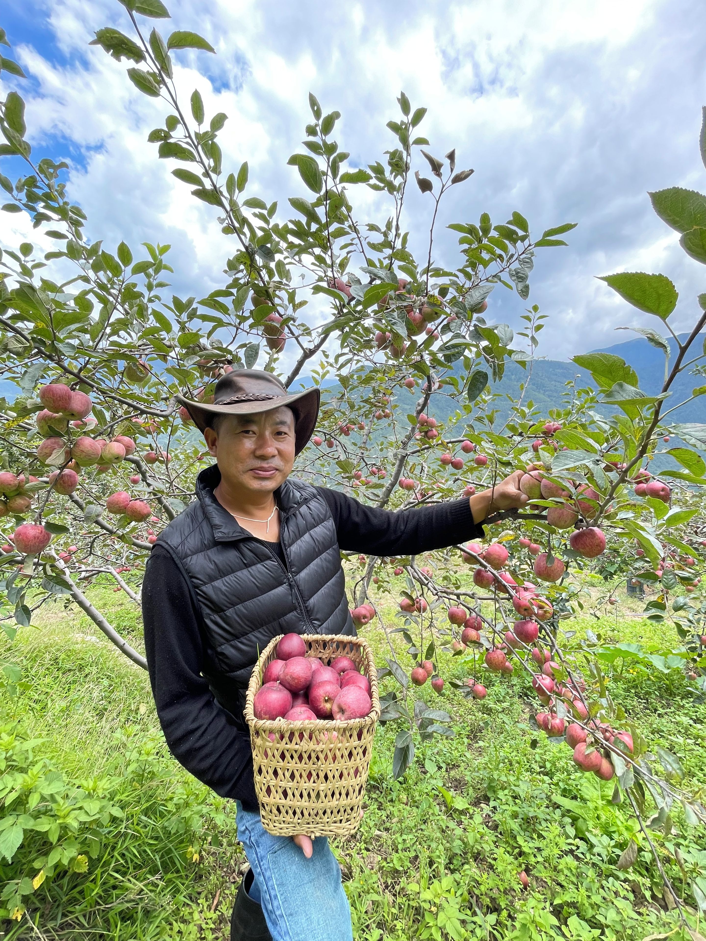 Una persona sostiene una cesta de manzanas en un huerto con árboles y montañas al fondo.