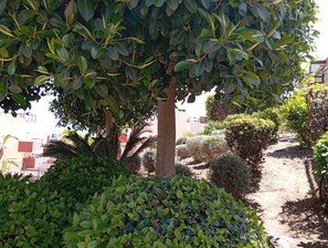 Un espace jardin aménagé avec différentes espèces d’arbustes et un arbre qui offre de l’ombre.
