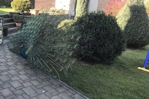 A peacock with its tail feathers fanned out on a paved area next to a well-maintained hedge. - Valahof fattening barn (Milevsko)