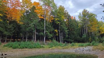 A forest with a pond and trees in autumn colors.