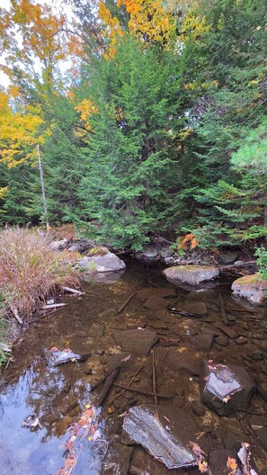 Un paisaje natural con un arroyo, rocas y vegetación densa.