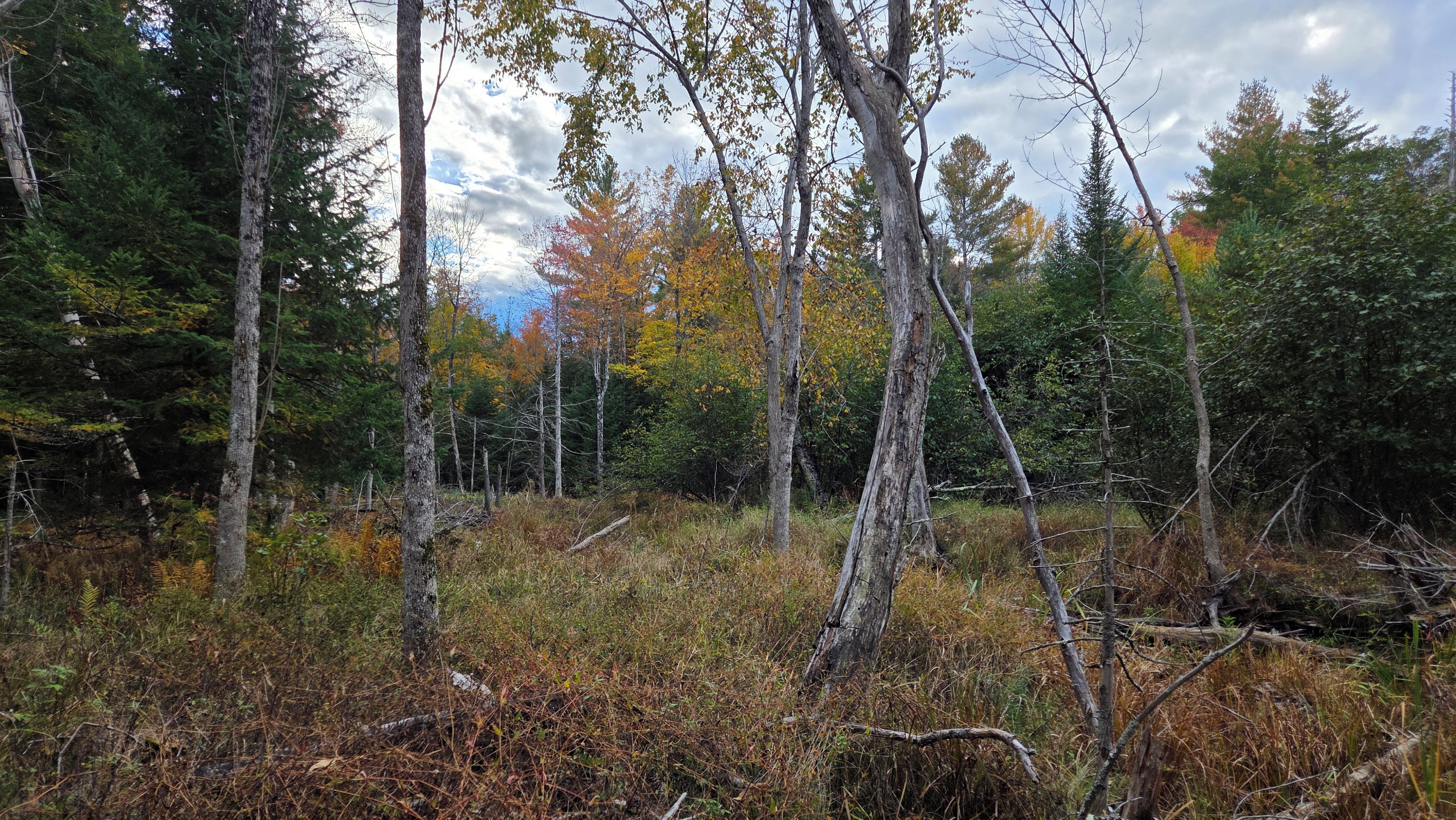 A forest with tall trees and dense underbrush.