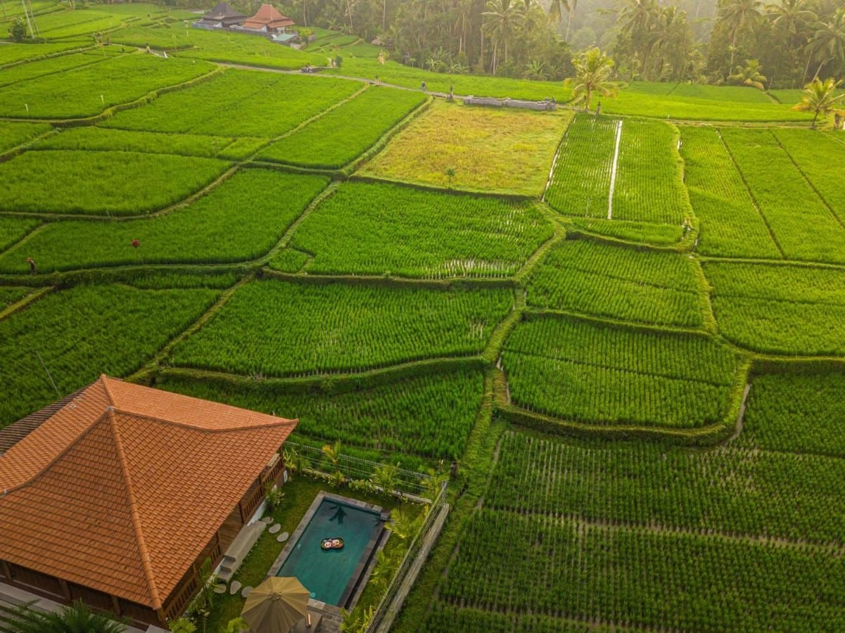 A large, rectangular building with a tiled roof, surrounded by lush green rice paddies.