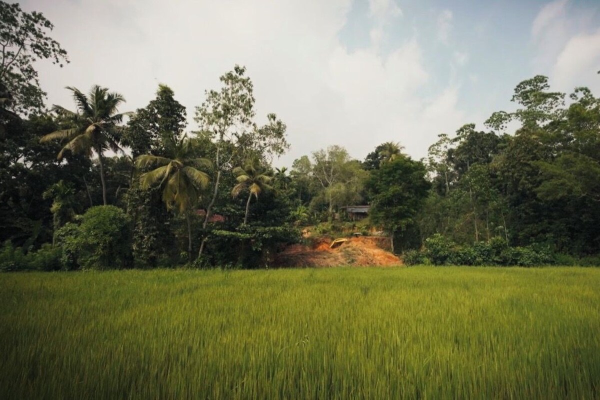 A lush green field with a small hill and dense trees in the background.