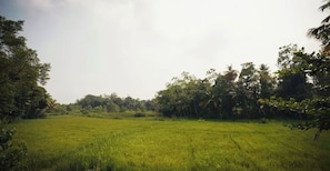 A grassy field with trees in the background. - Gabba Resort (Midigama)