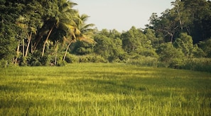 A field with tall grass and trees in the background. - Gabba Resort (Midigama)