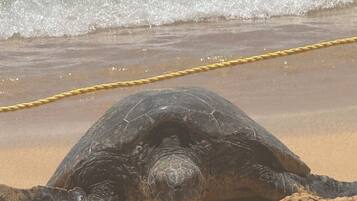 A turtle on a sandy beach with a rope barrier in the background.