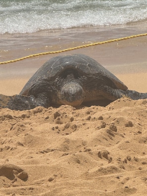 A turtle on a sandy beach with a rope barrier in the background. - Poipu Makai Luxury Oceanfront Condo with AC & Sunset Views (Koloa)