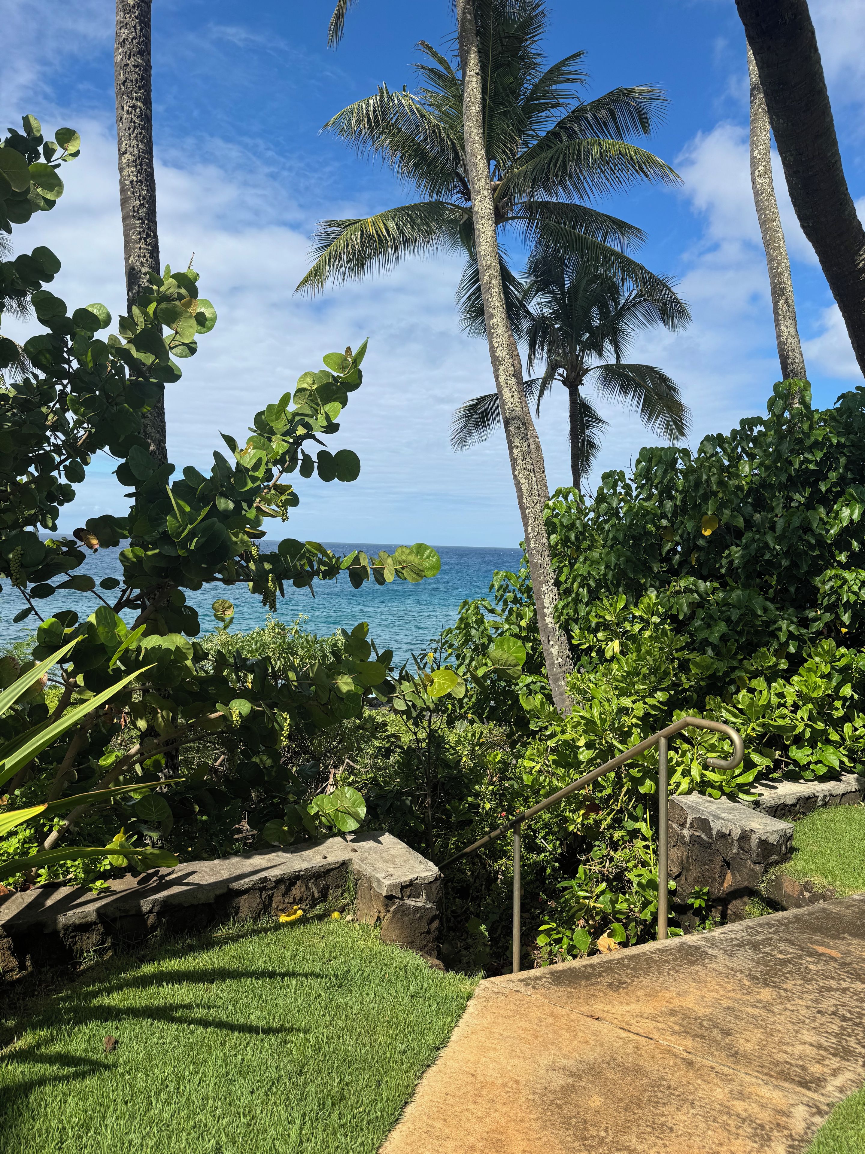 Un jardin tropical avec des palmiers, une vue sur l’océan et un chemin en béton.
