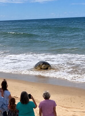 Escena de playa con una tortuga en la arena y el océano al fondo.