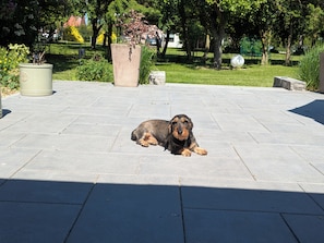A dog lying on a paved outdoor area with a potted plant and a stone structure in the background. - Country House Nestled Among Lakes and Fields (Nordwestuckermark)
