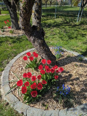 Um jardim ajardinado com uma árvore, tulipas vermelhas e jacintos azuis.