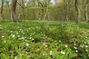 A forest with a ground covered in white flowers and green foliage. - Holiday home with 2 bedrooms (Klein Nenerow)