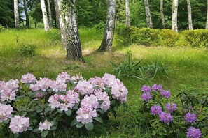 A garden with flowering shrubs and trees.