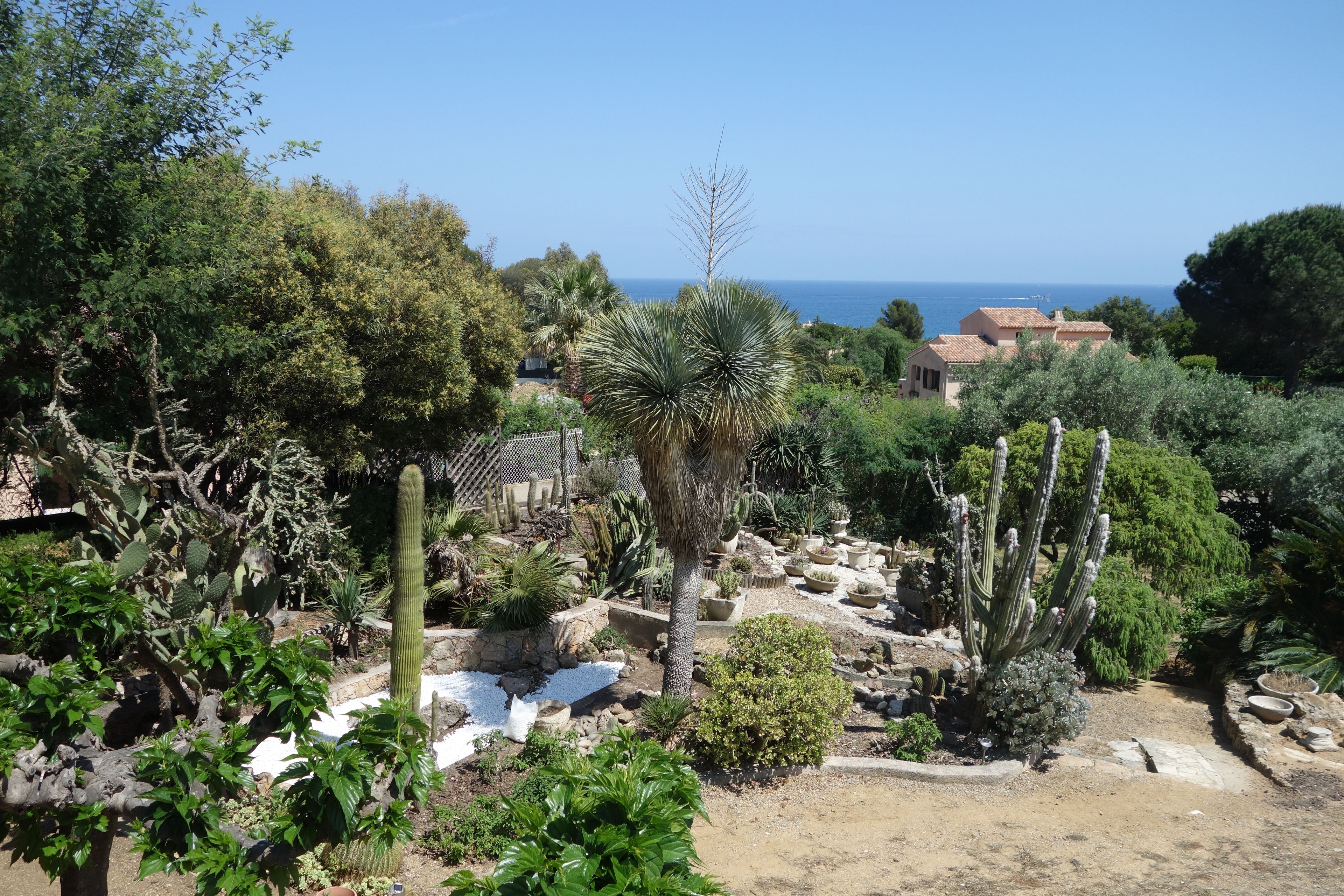 A garden with various cacti and plants, a palm tree, and a view of the sea in the background.