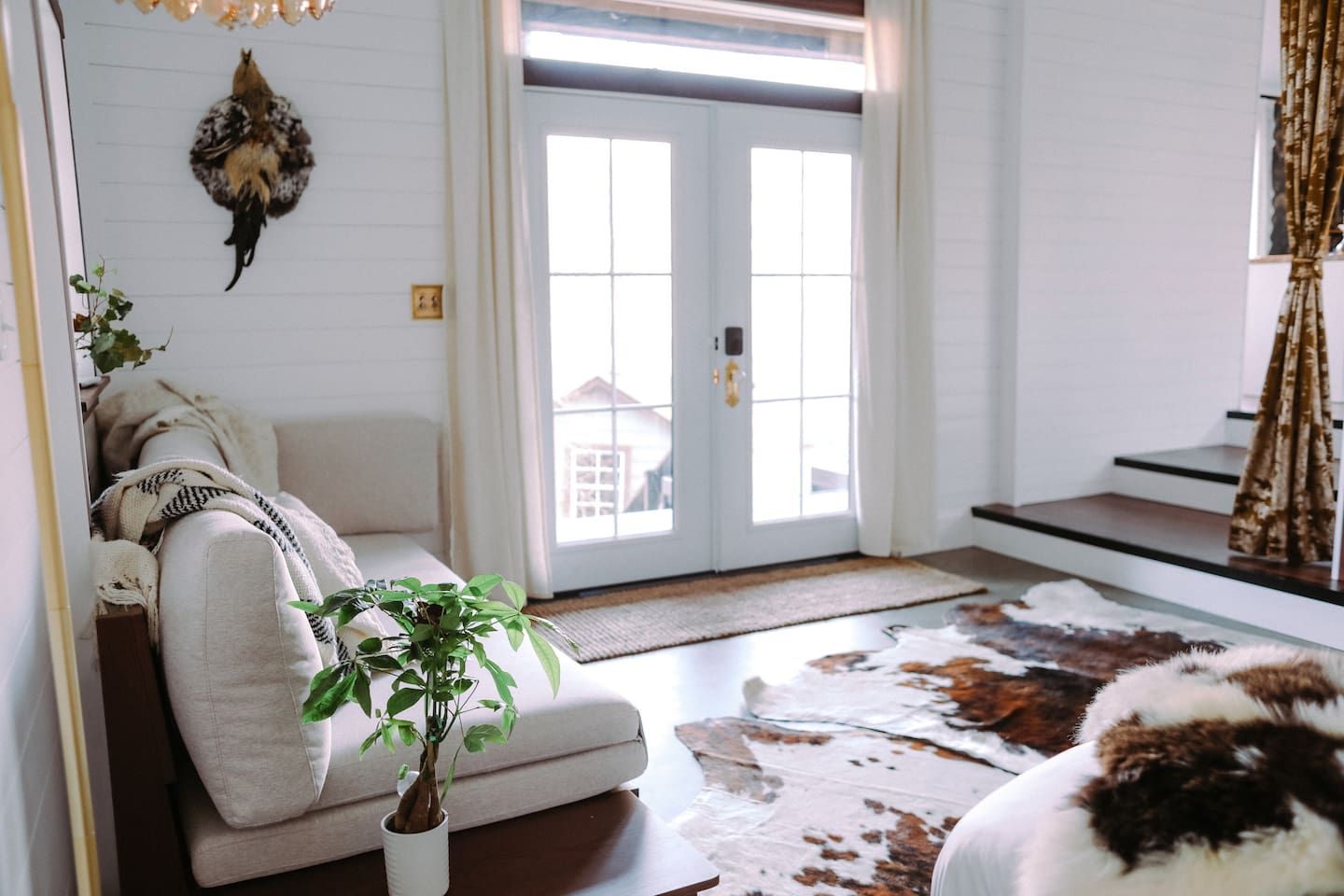 Una sala de estar con un sofá, una planta en maceta, un tapete de cuero de vaca y una cabeza de animal montada.