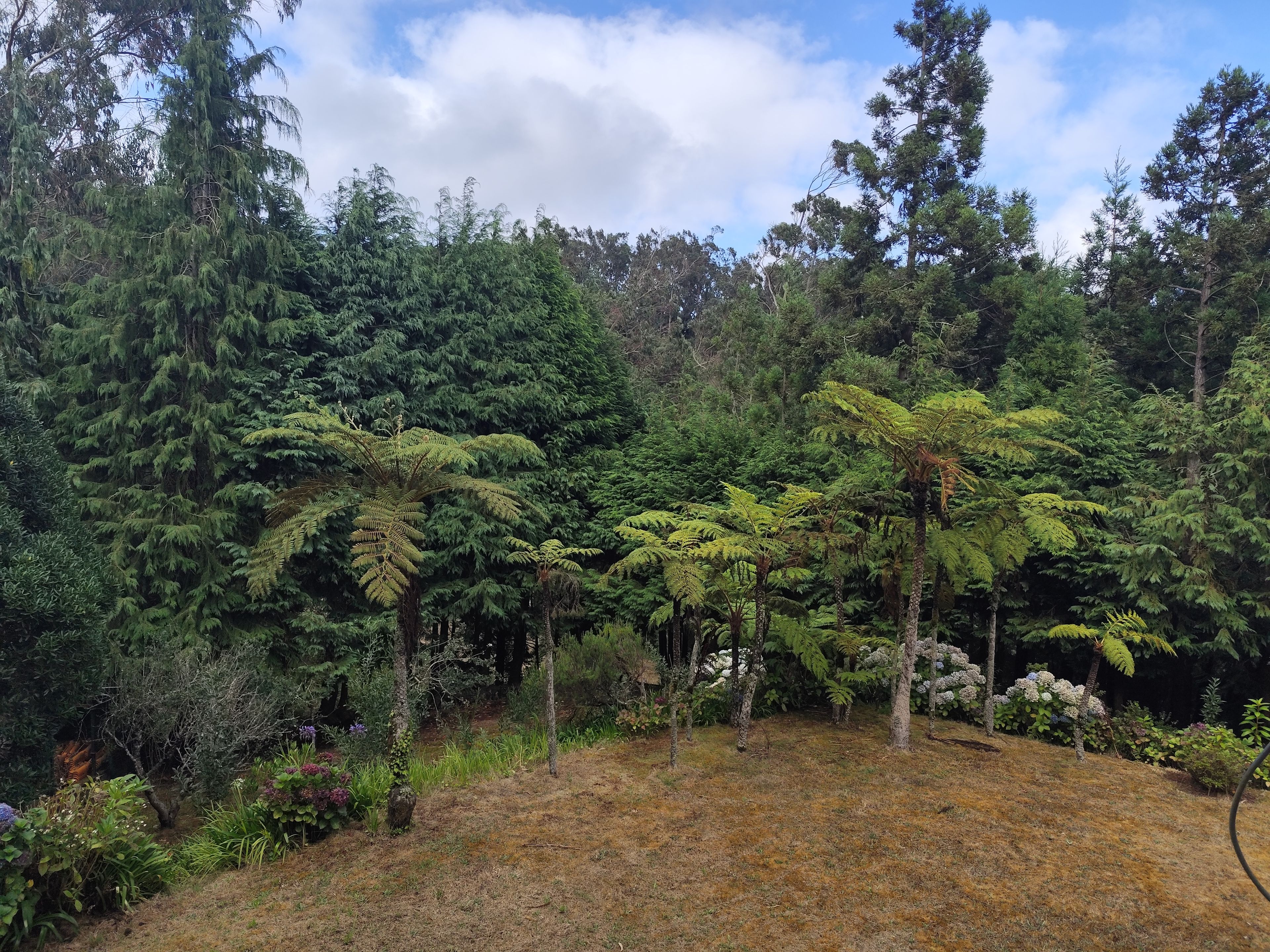 Paisaje natural con abundante vegetación, helechos y árboles, y una zona cubierta de pasto.