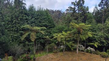 Paisaje natural con abundante vegetación, helechos y árboles, y una zona cubierta de pasto.