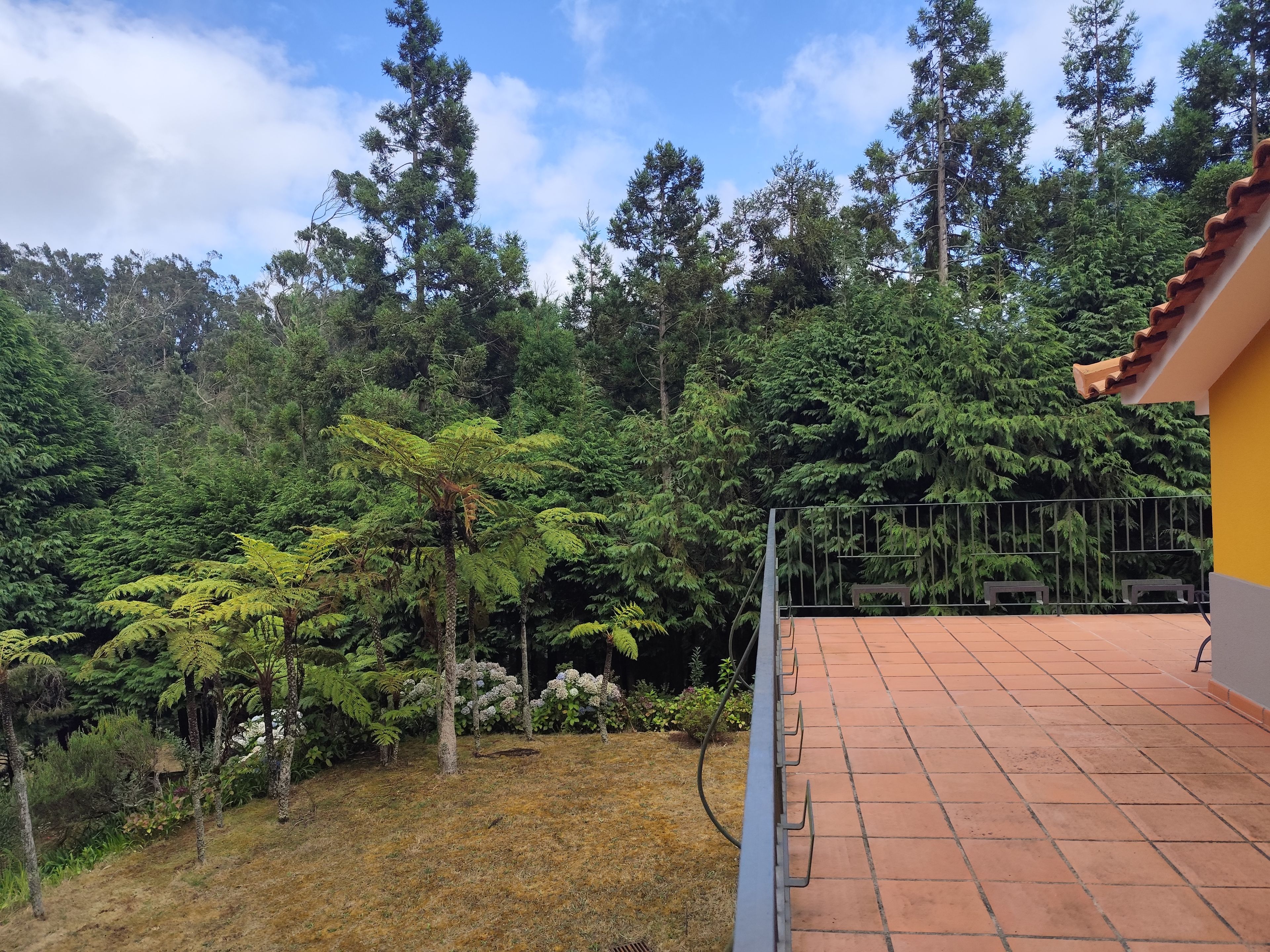 A balcony with a tiled floor, overlooking a dense forest with various trees and ferns.