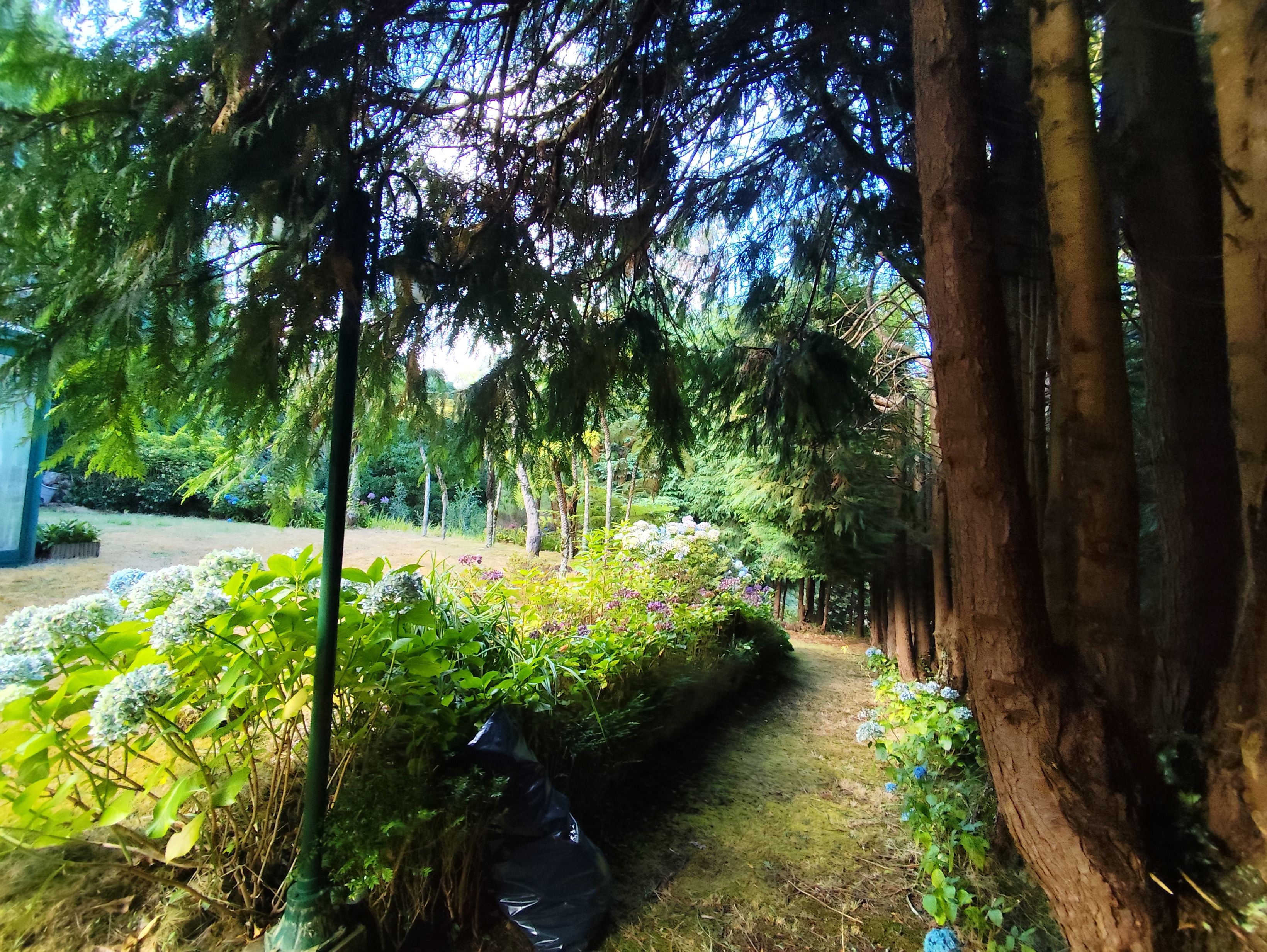 A garden with a variety of plants and trees, a pathway, and a wooden structure.