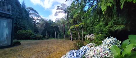 Een tuin met verschillende planten en bomen, waaronder hortensia's op de voorgrond.