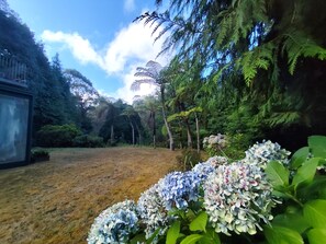 A garden with a variety of plants and trees, including hydrangeas in the foreground.