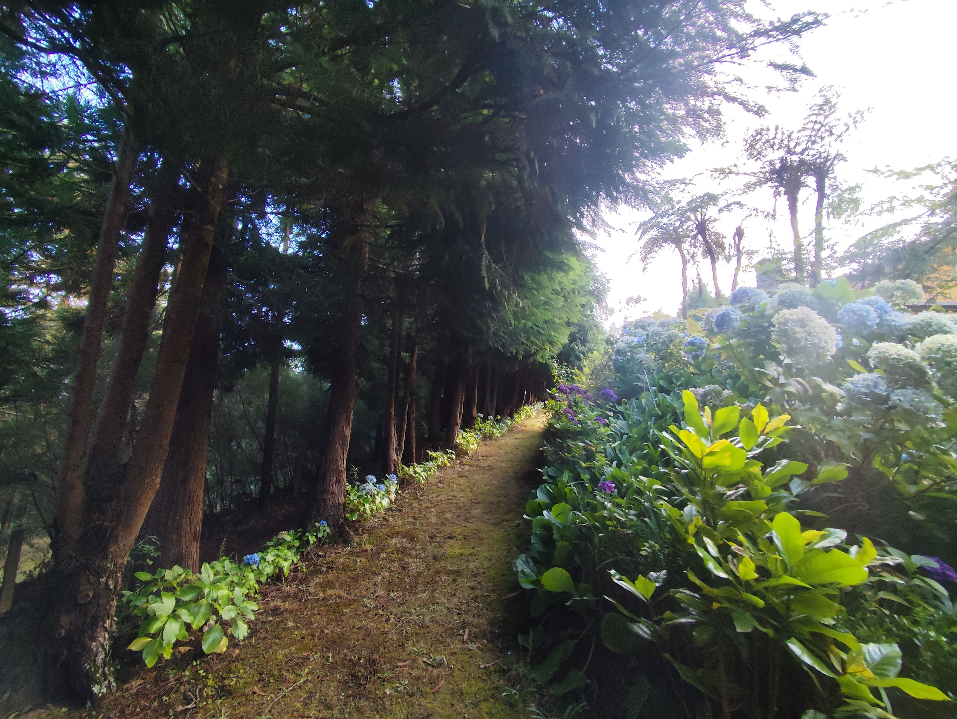 Un sendero arbolado con árboles densos y diversas plantas.