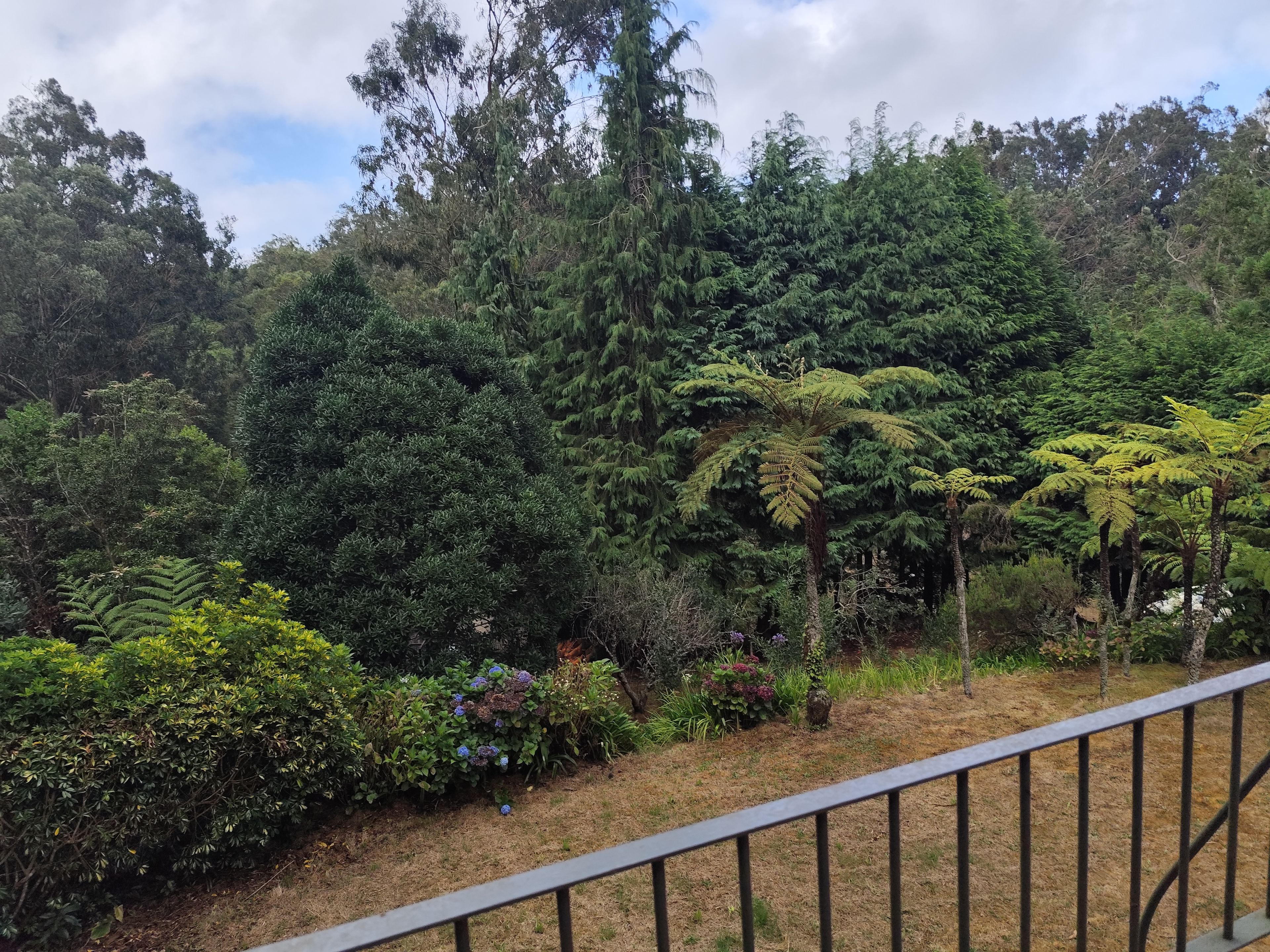 A forested area with a variety of trees and shrubs, including ferns and a small bush with purple flowers.