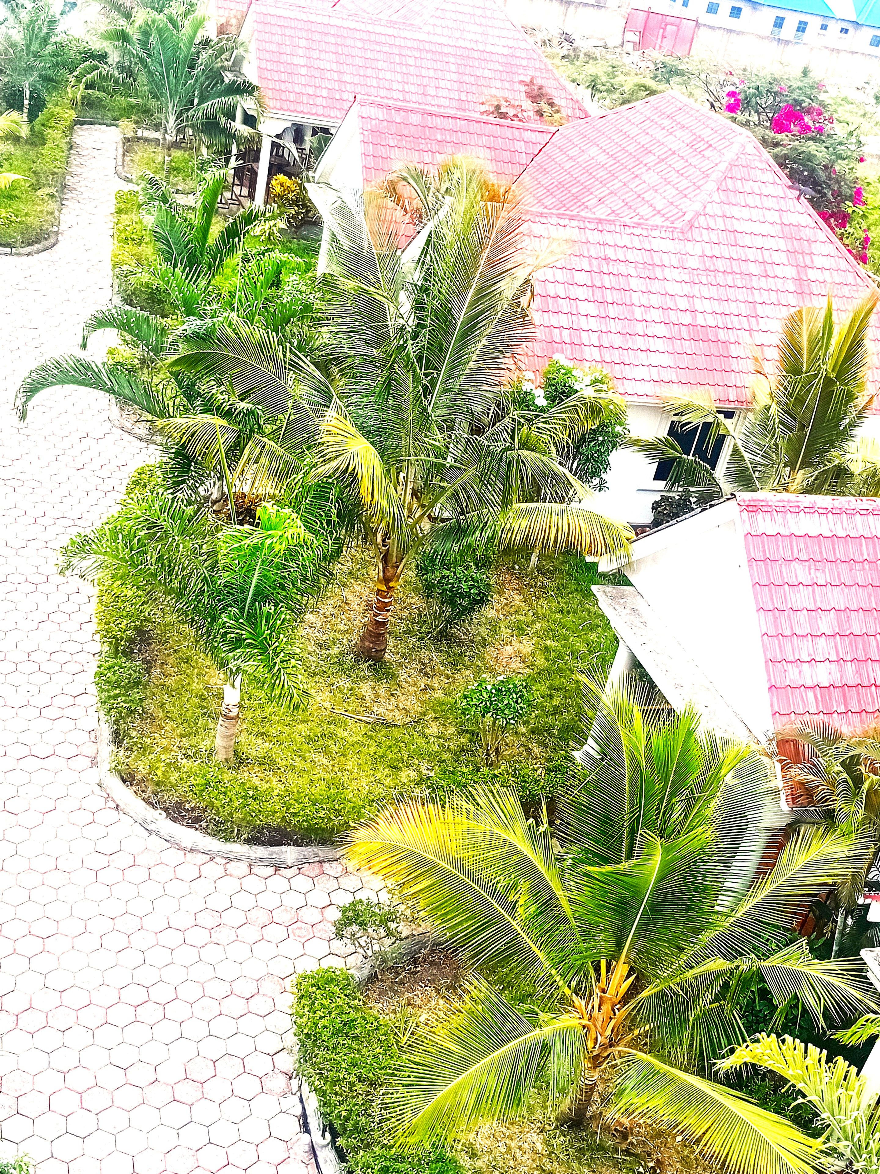 Un jardín con palmeras y un camino empedrado.