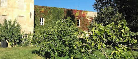 Un edificio histórico con una torre, muros cubiertos de hiedra y un patio con césped.