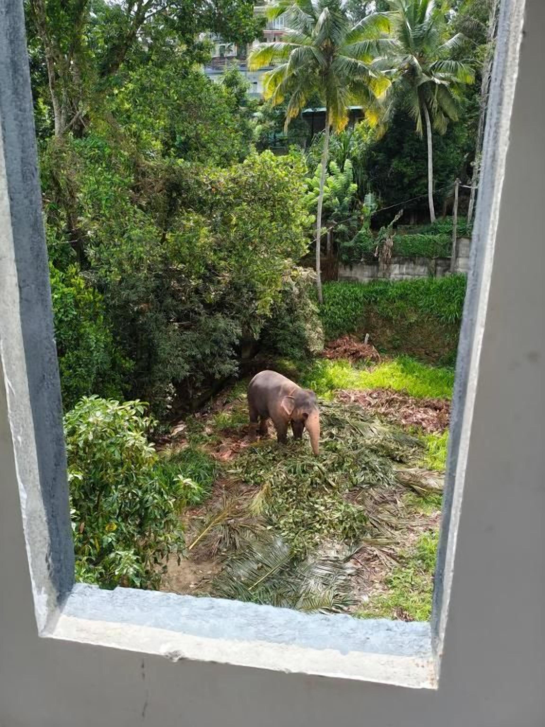 A view through a window of a natural setting with a small elephant in the foreground and dense foliage in the background.