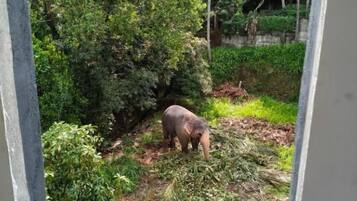 A view through a window of a natural setting with a small elephant in the foreground and dense foliage in the background.
